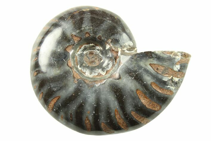 Black Polished Ammonite Fossils - 1 1/2 to 2" Size - Photo 1